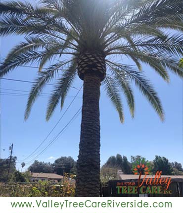 valley tree care services in riverside ca palm stump removal 24 hour service
