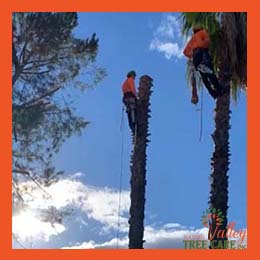 Expert palm tree trimming in Riverside