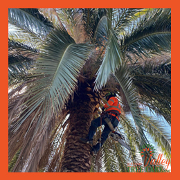 Valley Specialized palm tree services Riverside