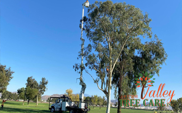 Tree and Palm tree trimming and removal service in Riverside