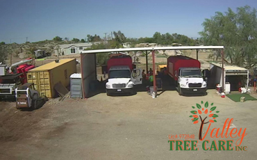Tree and Palm tree trimming and removal service in Riverside