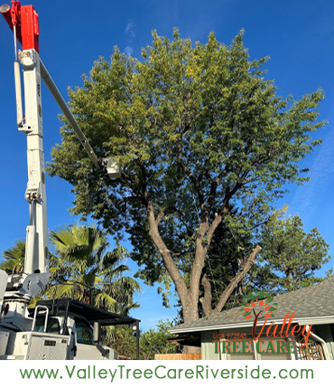 Tree trimming service in Riverside