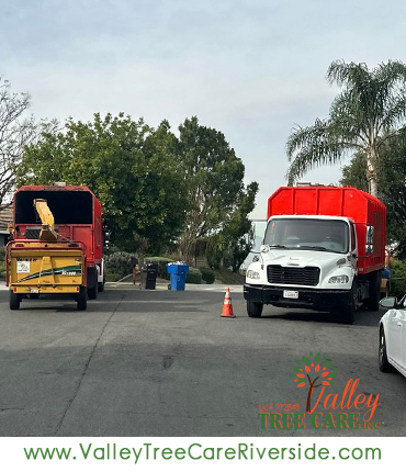 Tree trimming service in Riverside