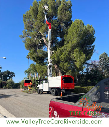 valley tree care services in riverside ca palm stump removal 24 hour service